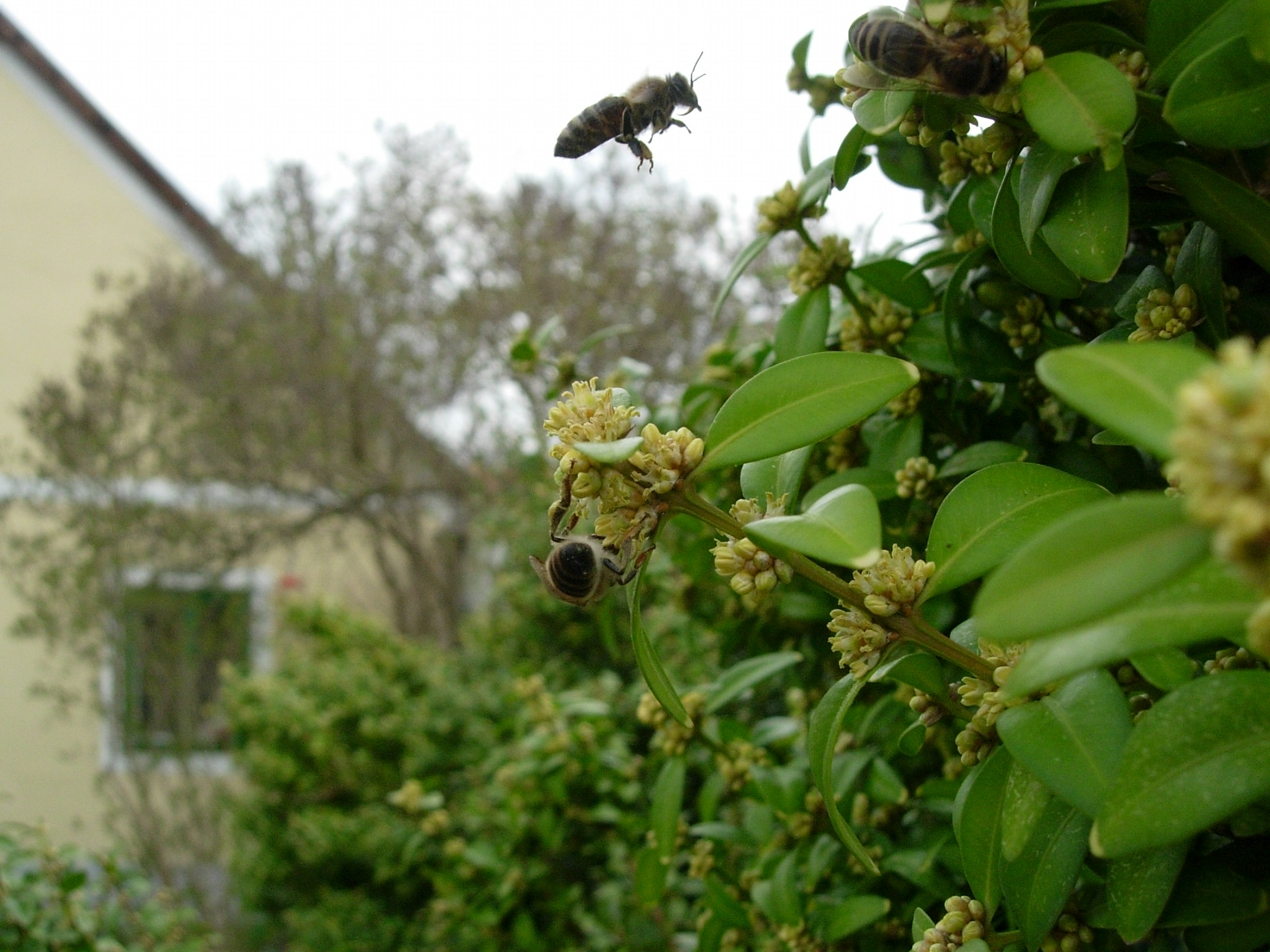 sprich Buchbaum